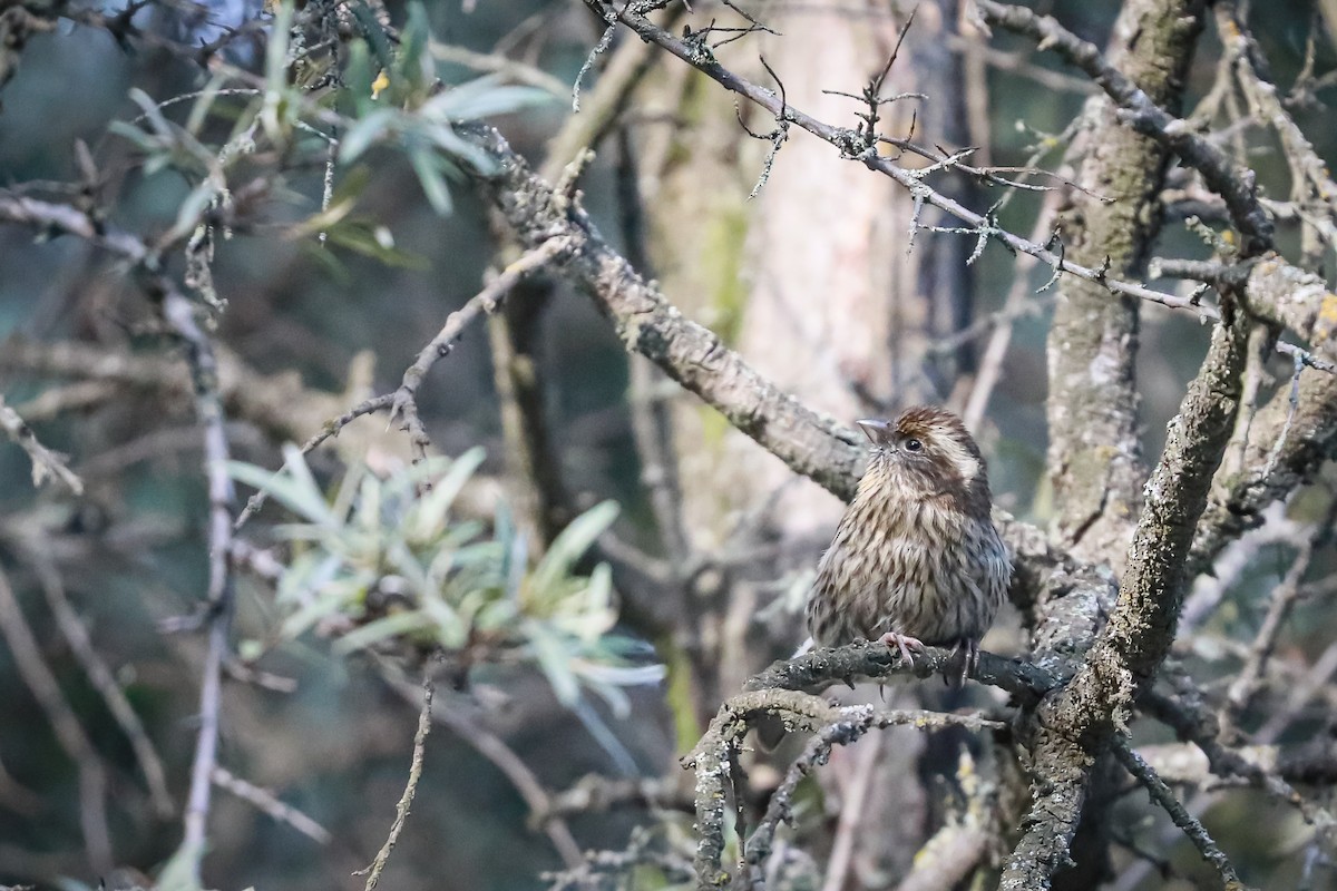 Çin Çütresi - ML647501566