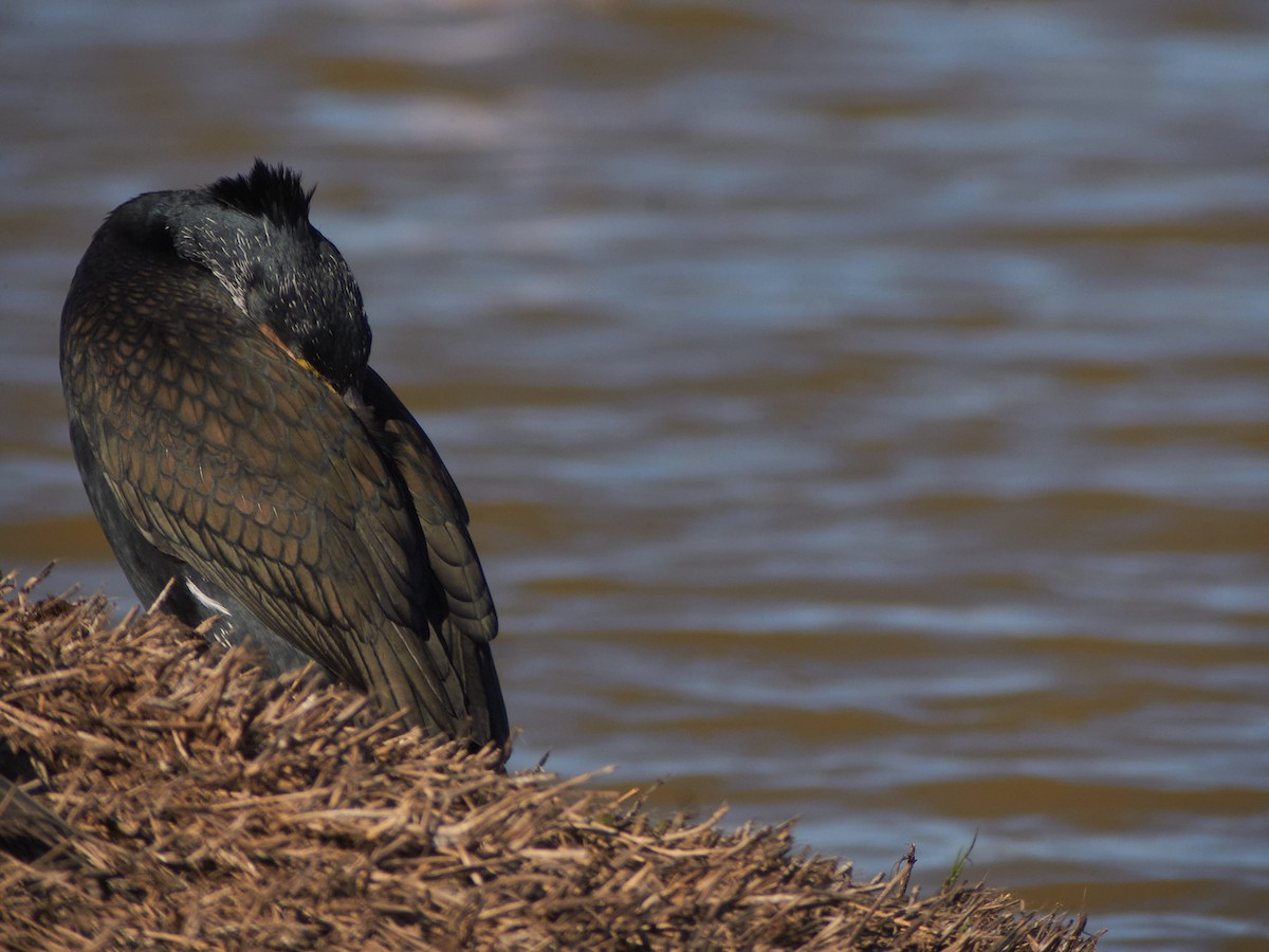 Karabatak - ML647501567