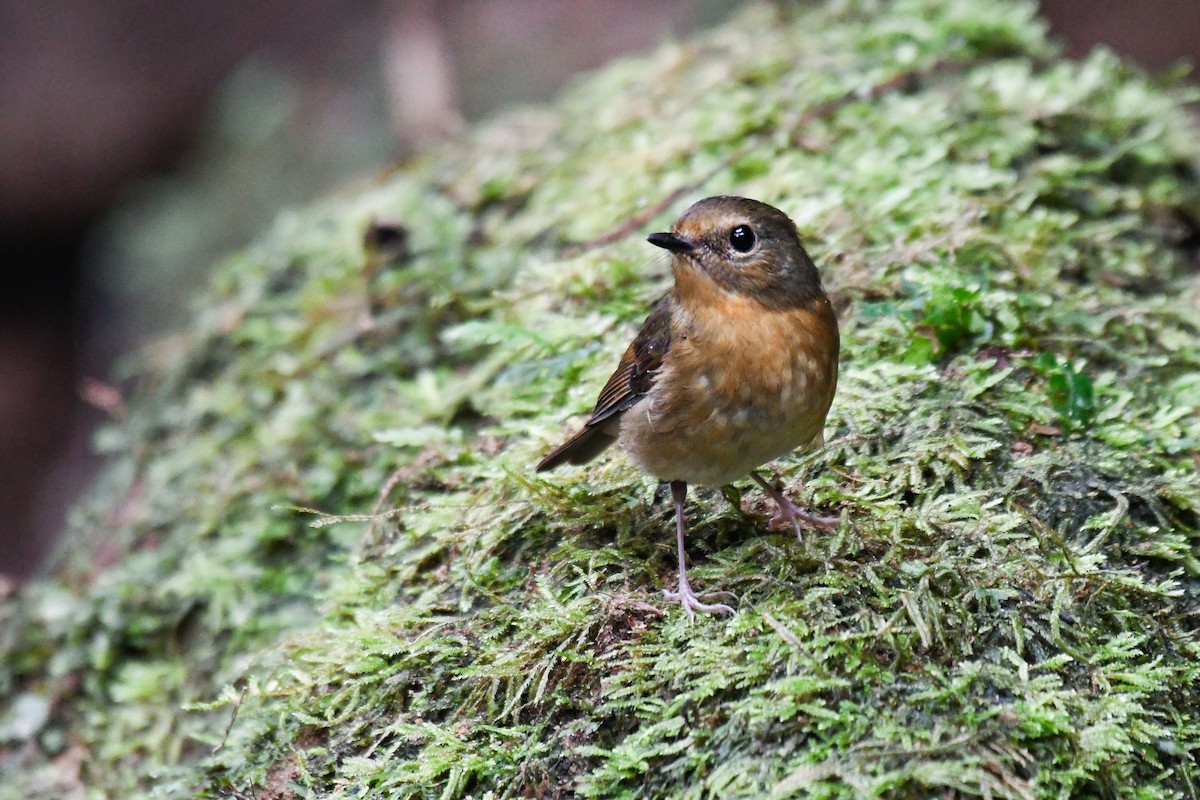 Akça Kaşlı Sinekkapan - ML647501568