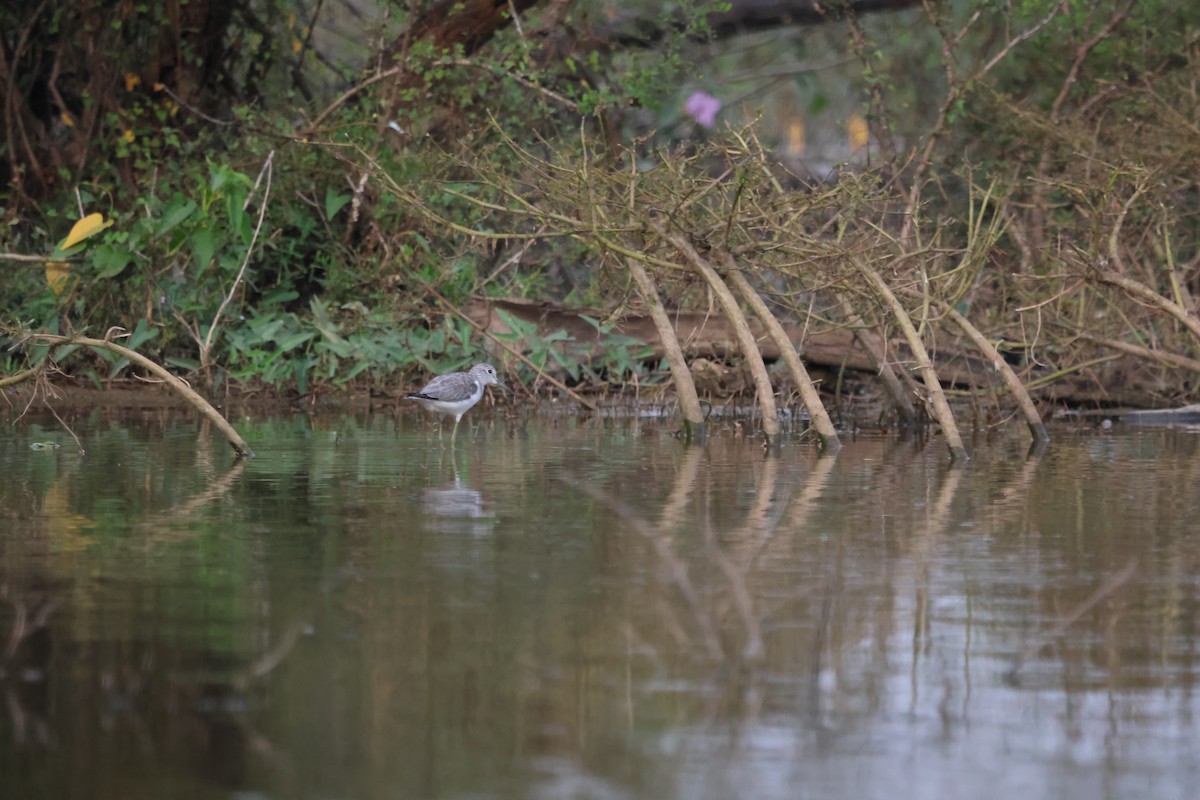 Yeşilbacak - ML647501569