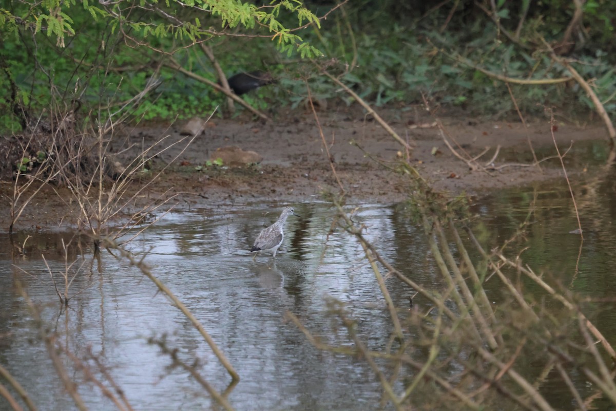 Yeşilbacak - ML647501570