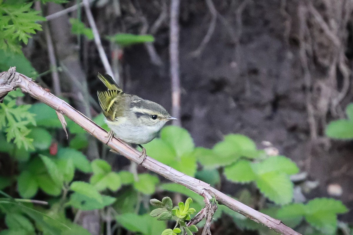 Gangsu Çıvgını - ML647501572