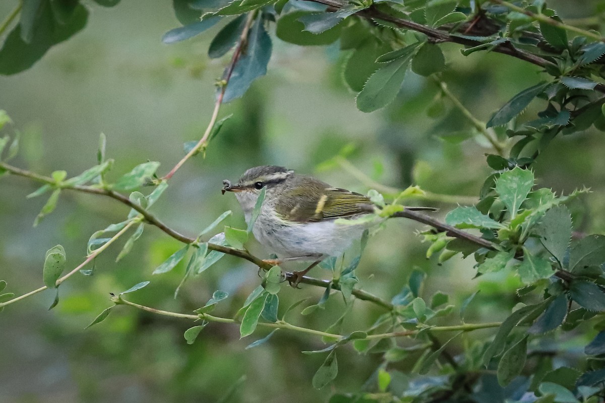 Gangsu Çıvgını - ML647501573