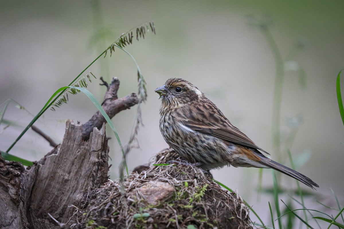 Çin Çütresi - ML647501576