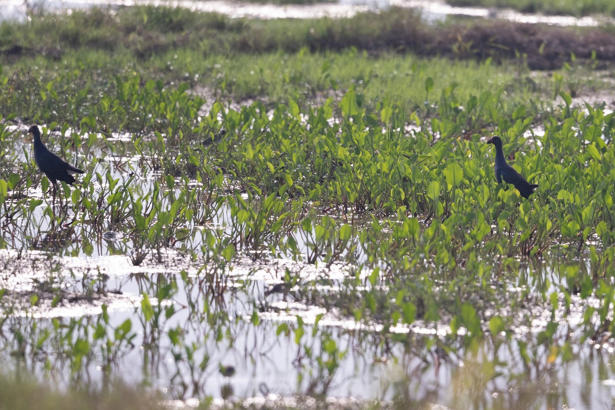 Gri Başlı Sazhorozu - ML647501577