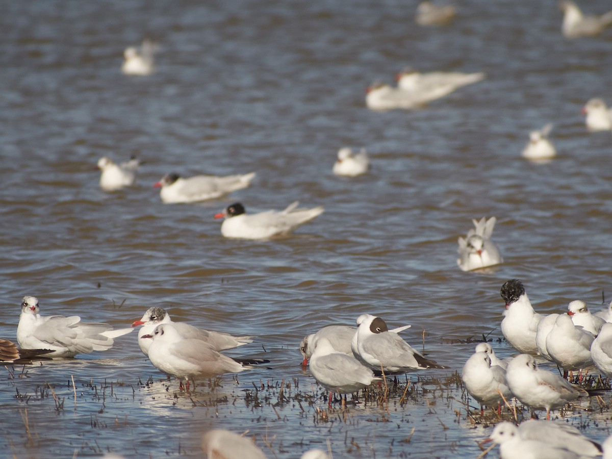 Kaşıkgaga - ML647501578