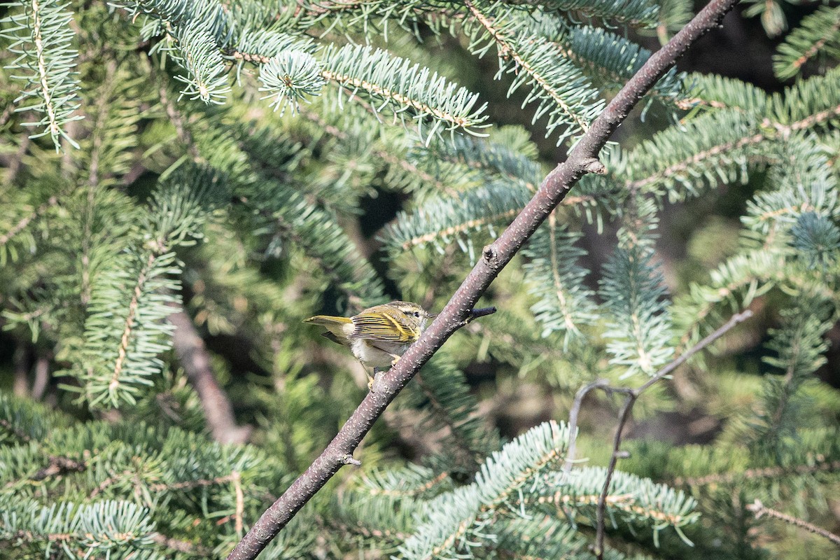 チャバネムシクイ - ML647501594