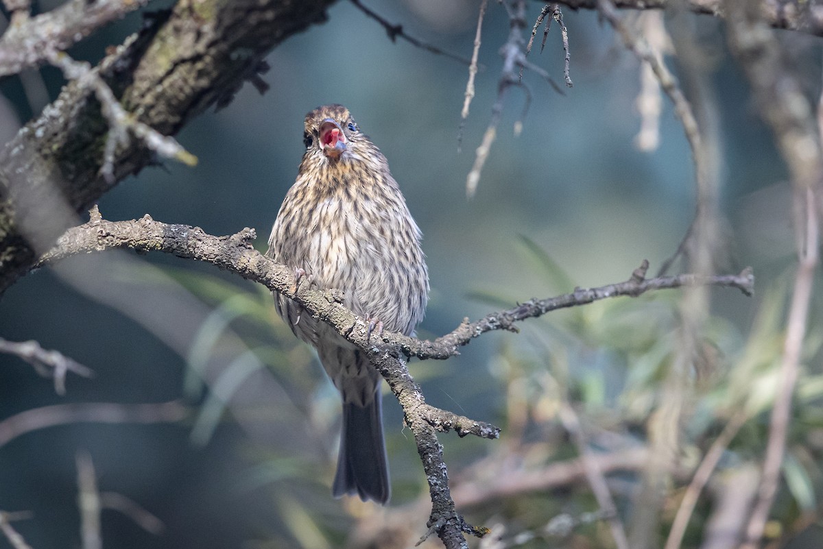 Chinese White-browed Rosefinch - ML647501608