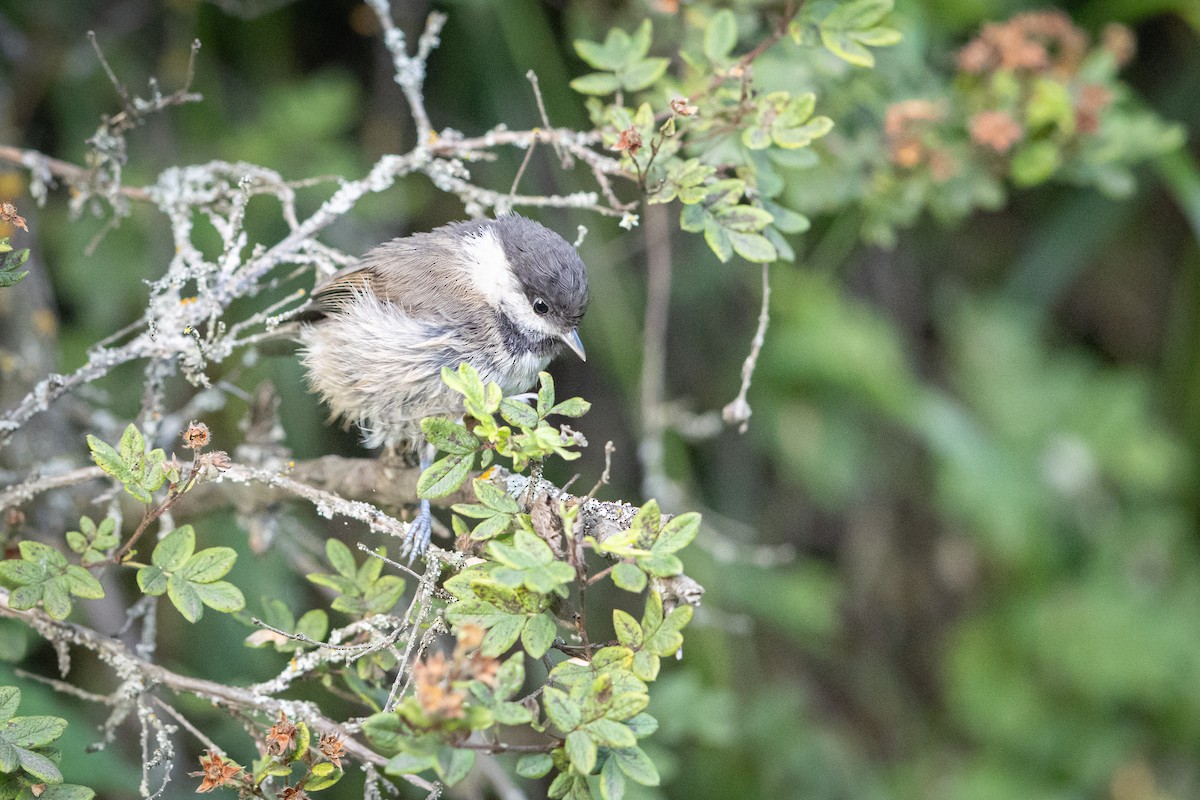 Пухляк - ML647501628