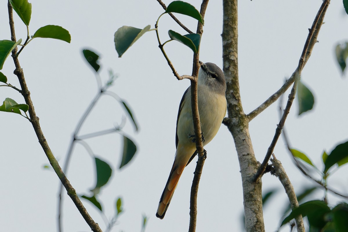 Small Minivet - ML647501641
