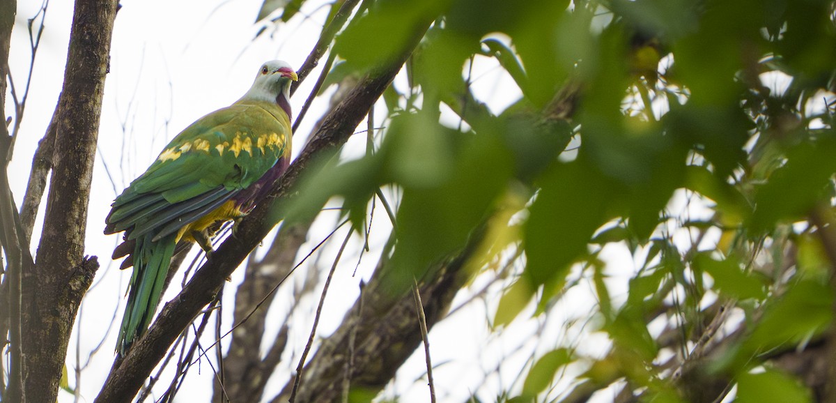 Wompoo Fruit-Dove - ML647501644
