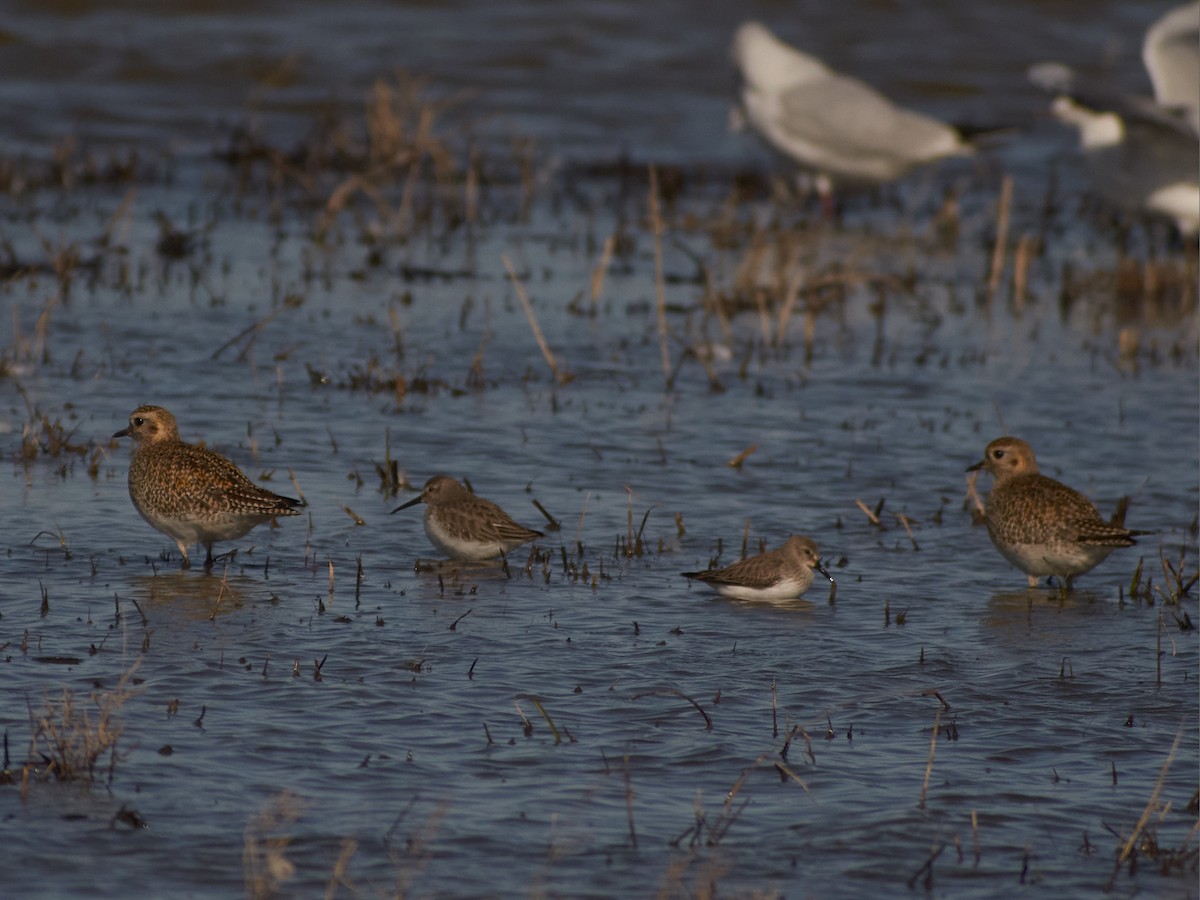 Сивка звичайна - ML647501645