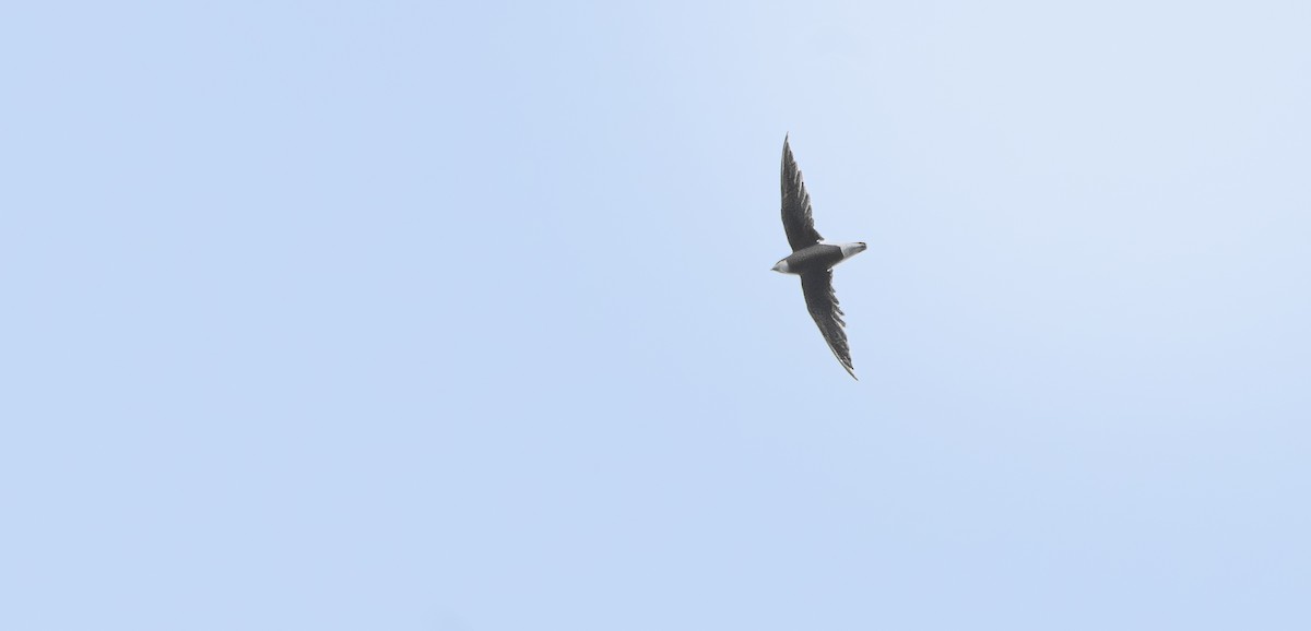 White-throated Needletail - ML647501646
