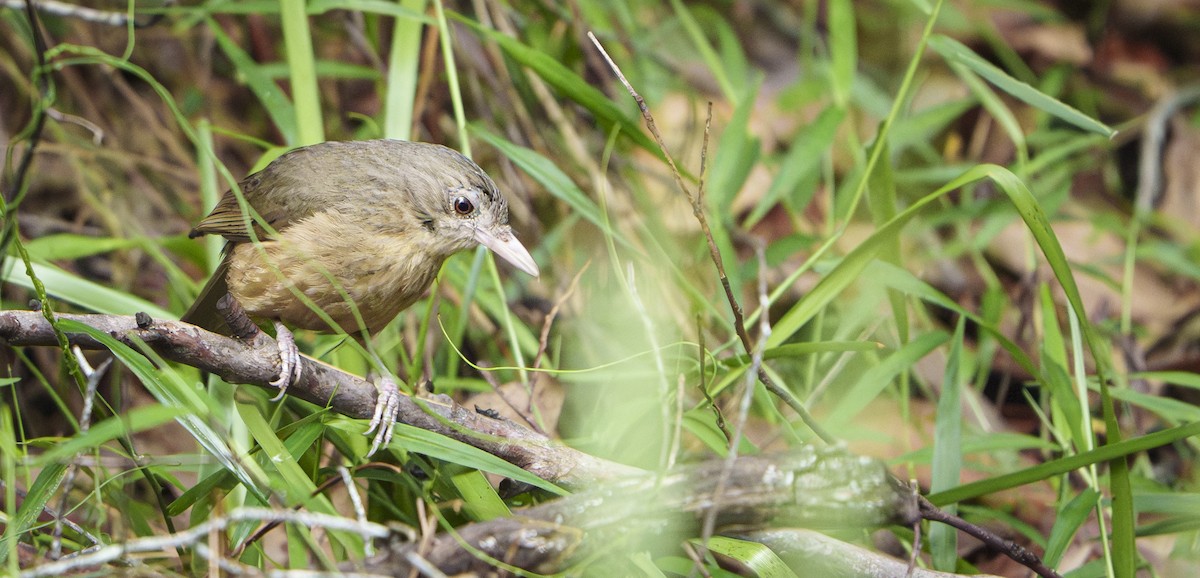 Little Shrikethrush (Rufous) - ML647501681