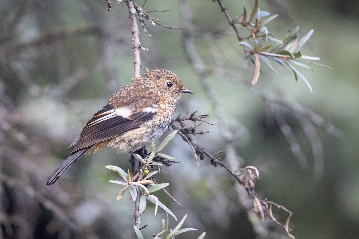 Ak Boğazlı Kızılkuyruk - ML647501687