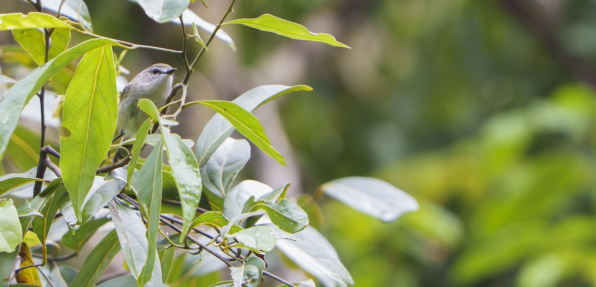 Brown Gerygone - ML647501691