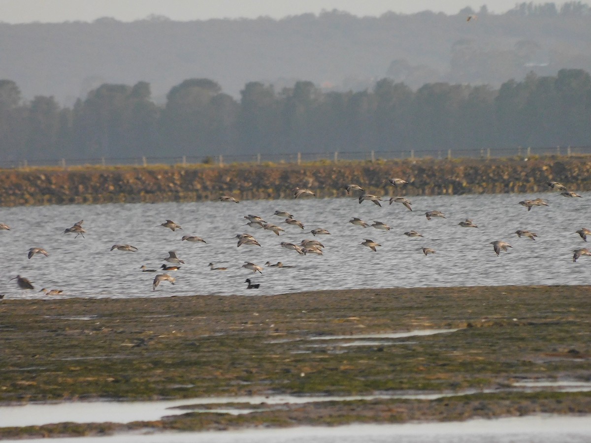 Red Knot - ML647501716