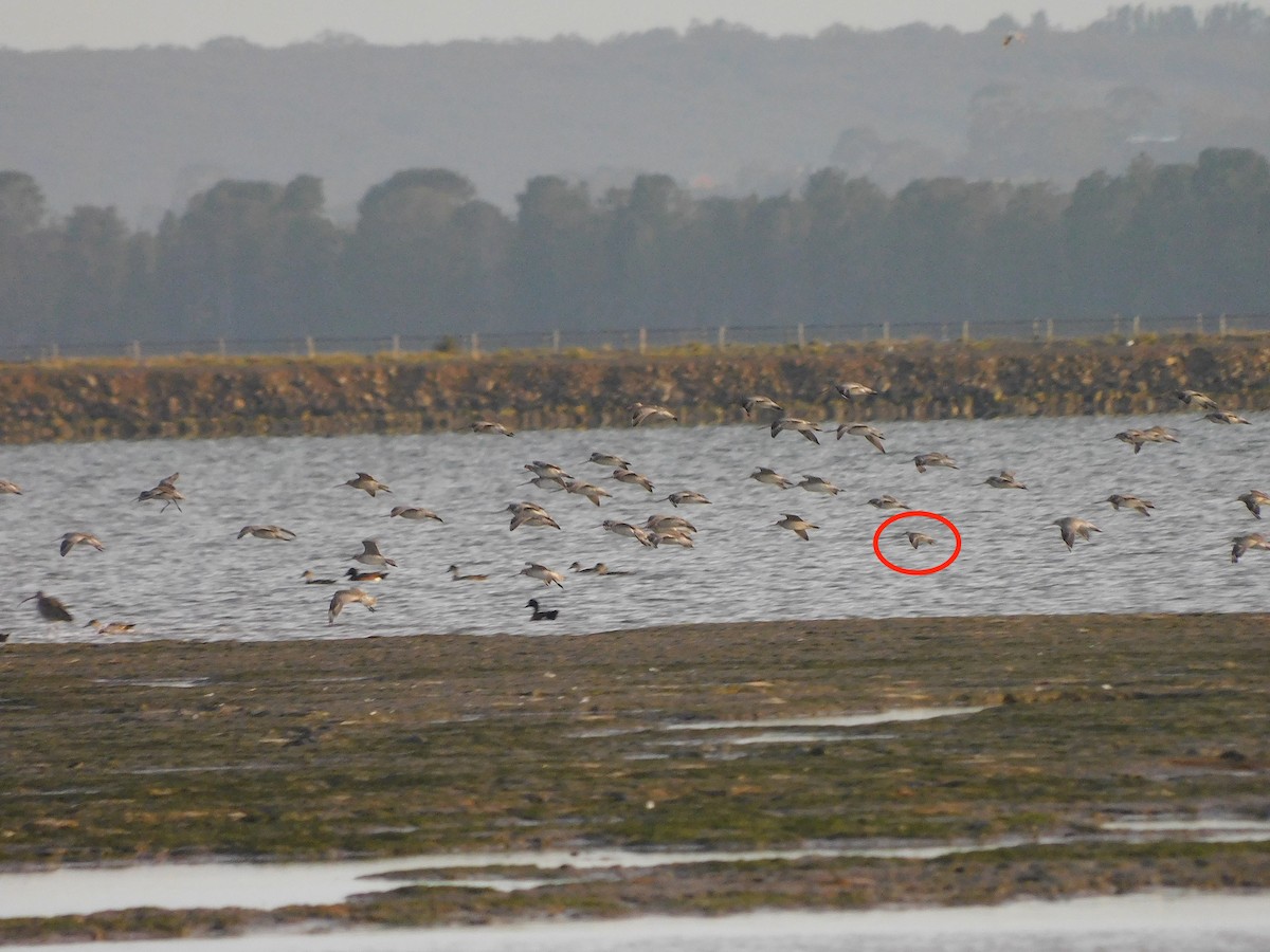 Red Knot - ML647501717