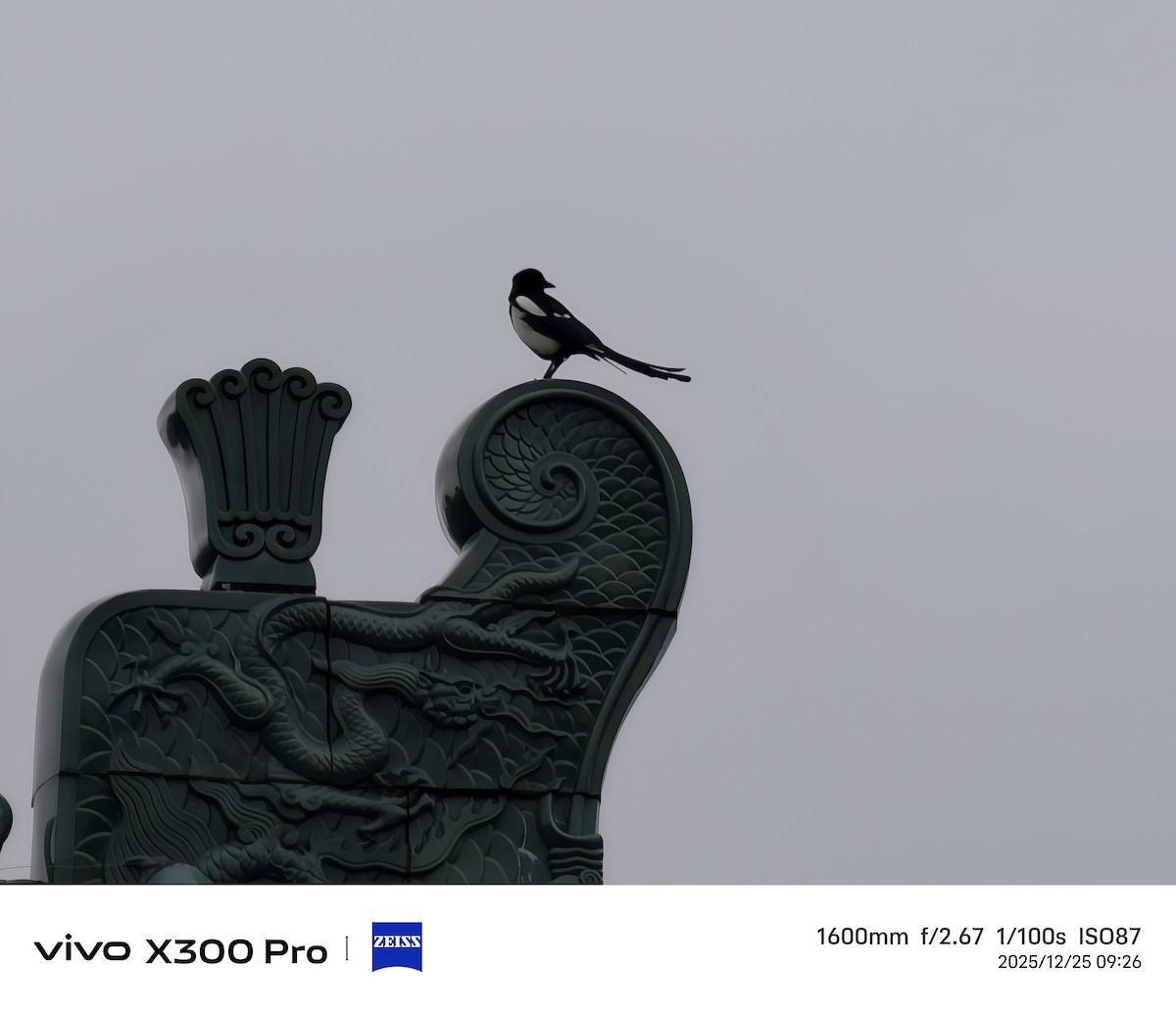 straka čínská - ML647501744