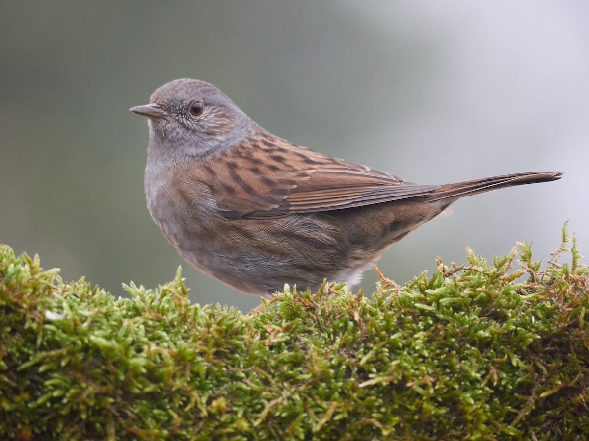 Dunnock - ML647501750