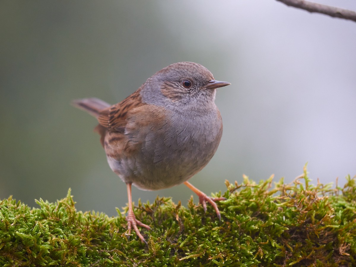 Dunnock - ML647501764