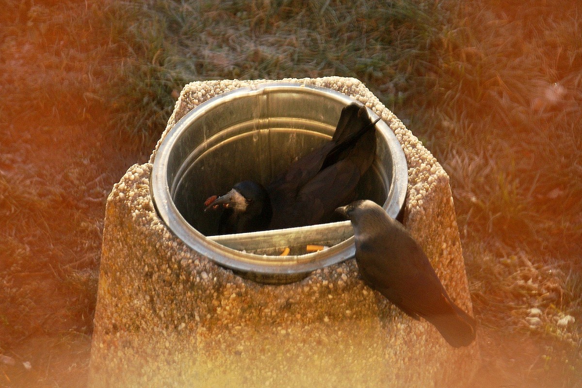 Ekin Kargası - ML647501772