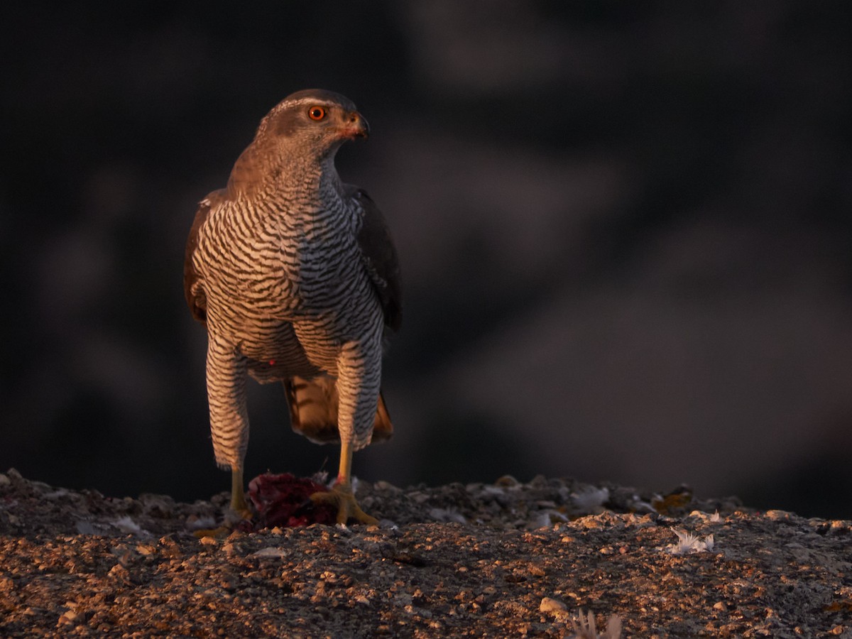 Eurasian Goshawk - ML647501789