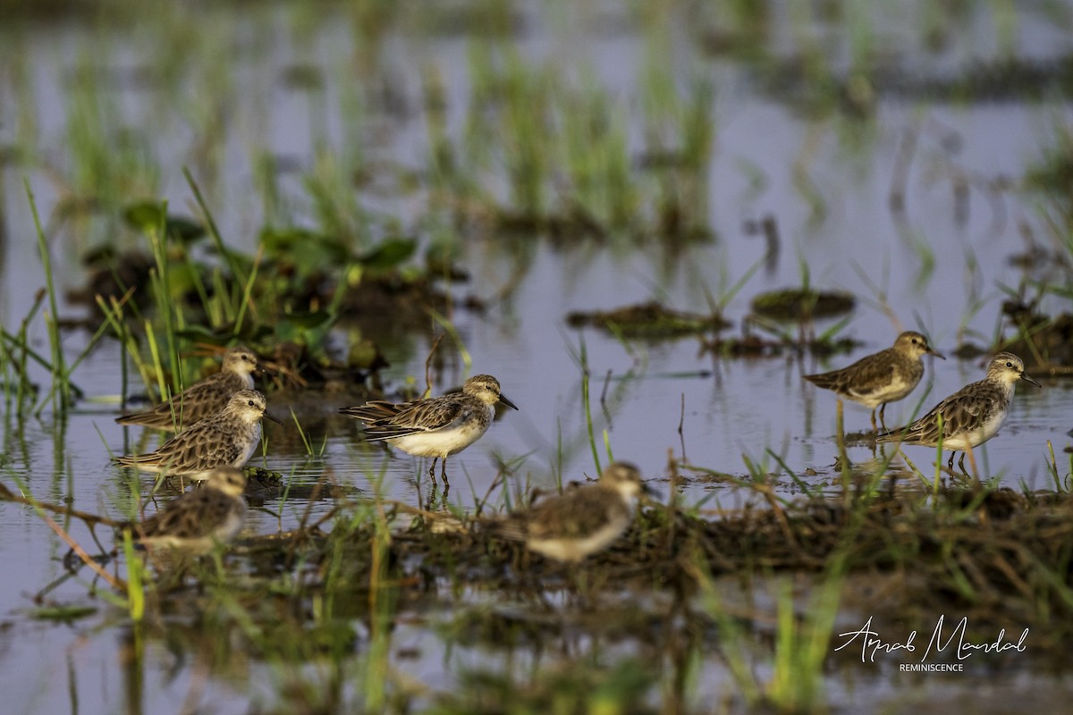 Little Stint - ML647501799