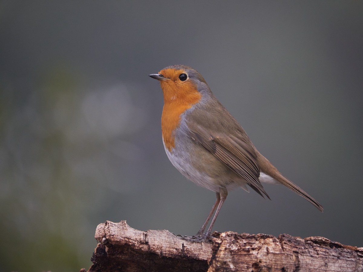 אדום חזה - ML647501800