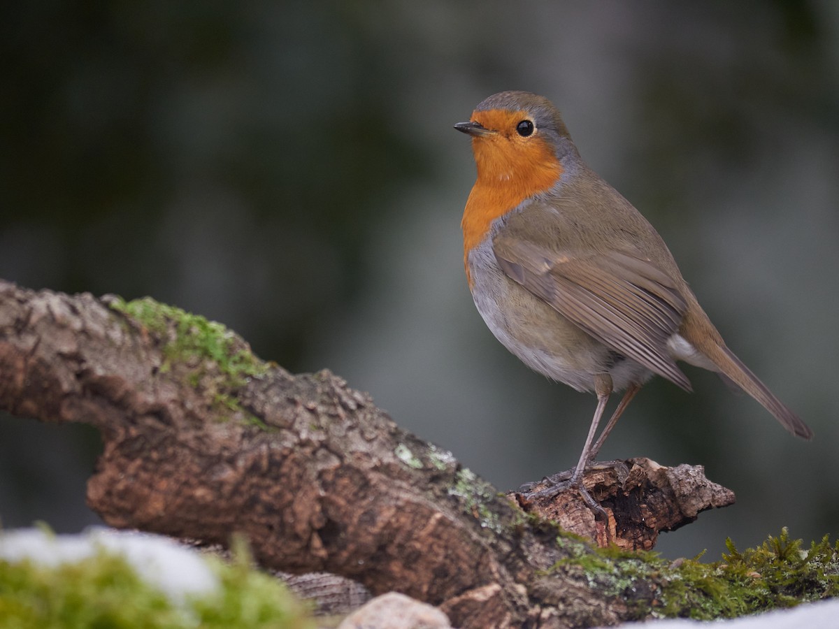 אדום חזה - ML647501811