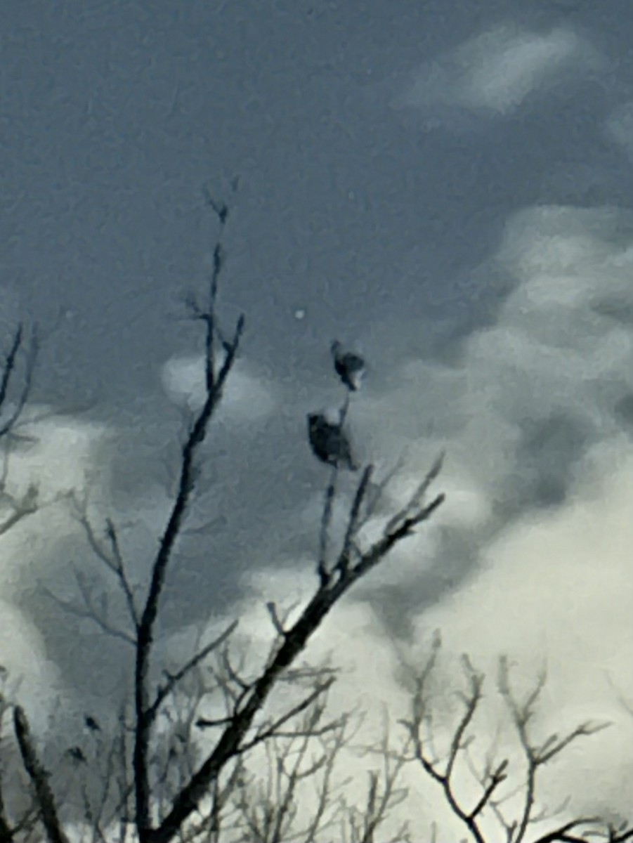 výr virginský - ML647501816