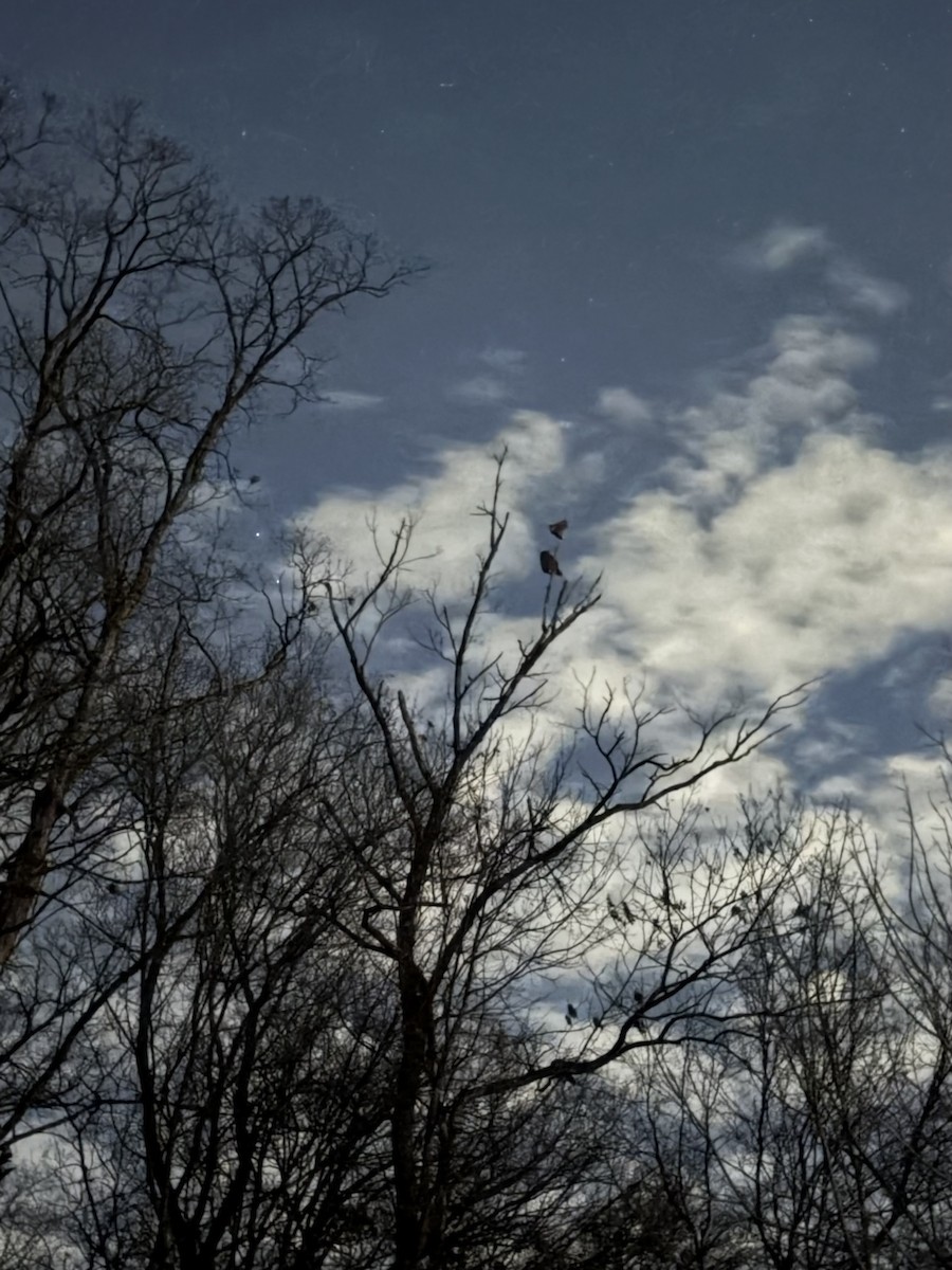 výr virginský - ML647501817