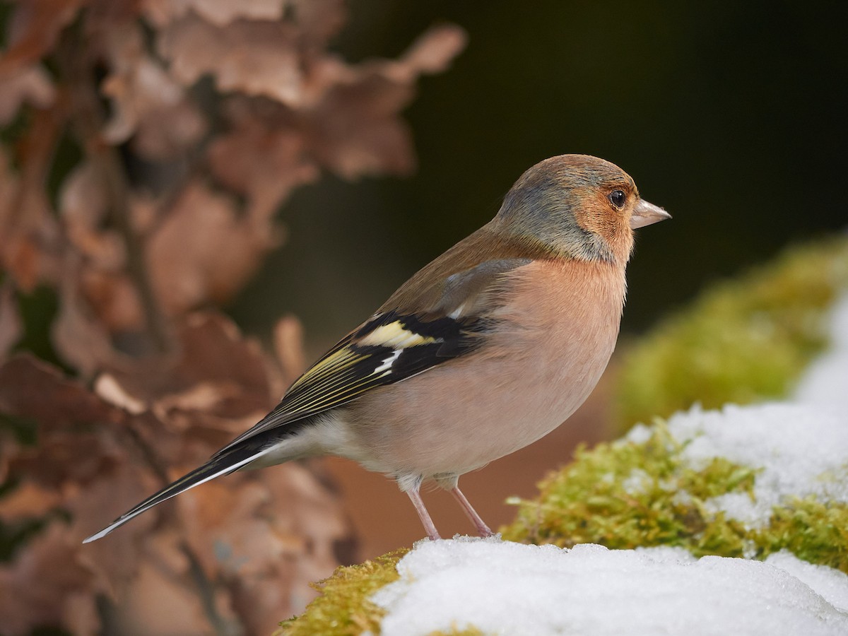 פרוש מצוי - ML647501821