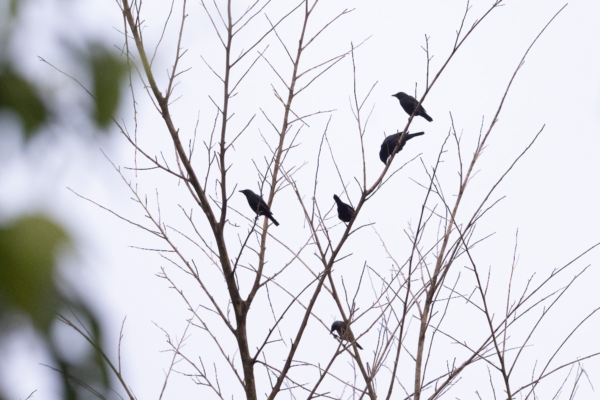 Asian Glossy Starling - ML647501823