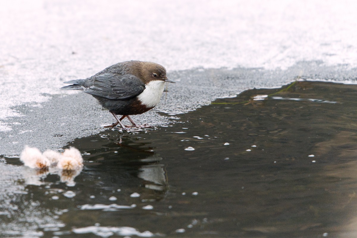 Пронурок біловолий - ML647501826