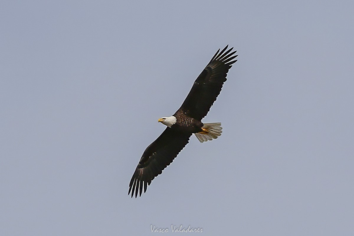 Bald Eagle - ML647501828