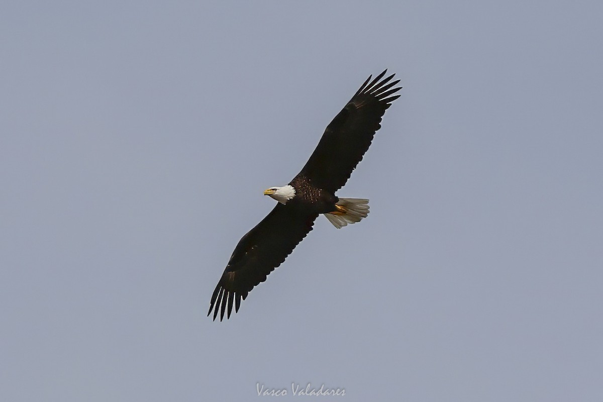 Bald Eagle - ML647501829