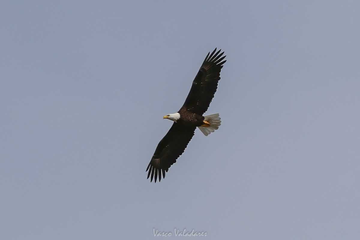 Bald Eagle - ML647501830