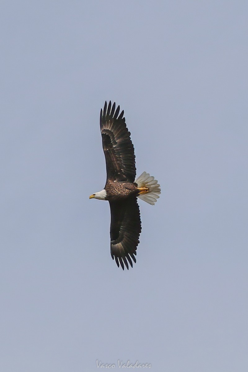 Bald Eagle - ML647501831