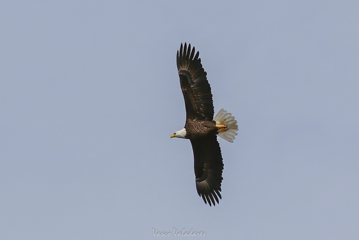 Bald Eagle - ML647501832