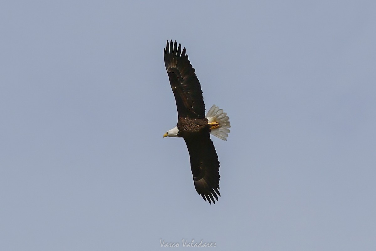 Bald Eagle - ML647501833
