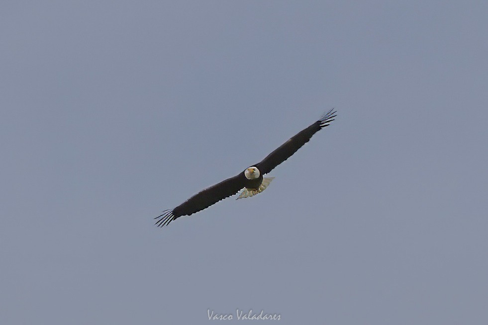 Bald Eagle - ML647501834