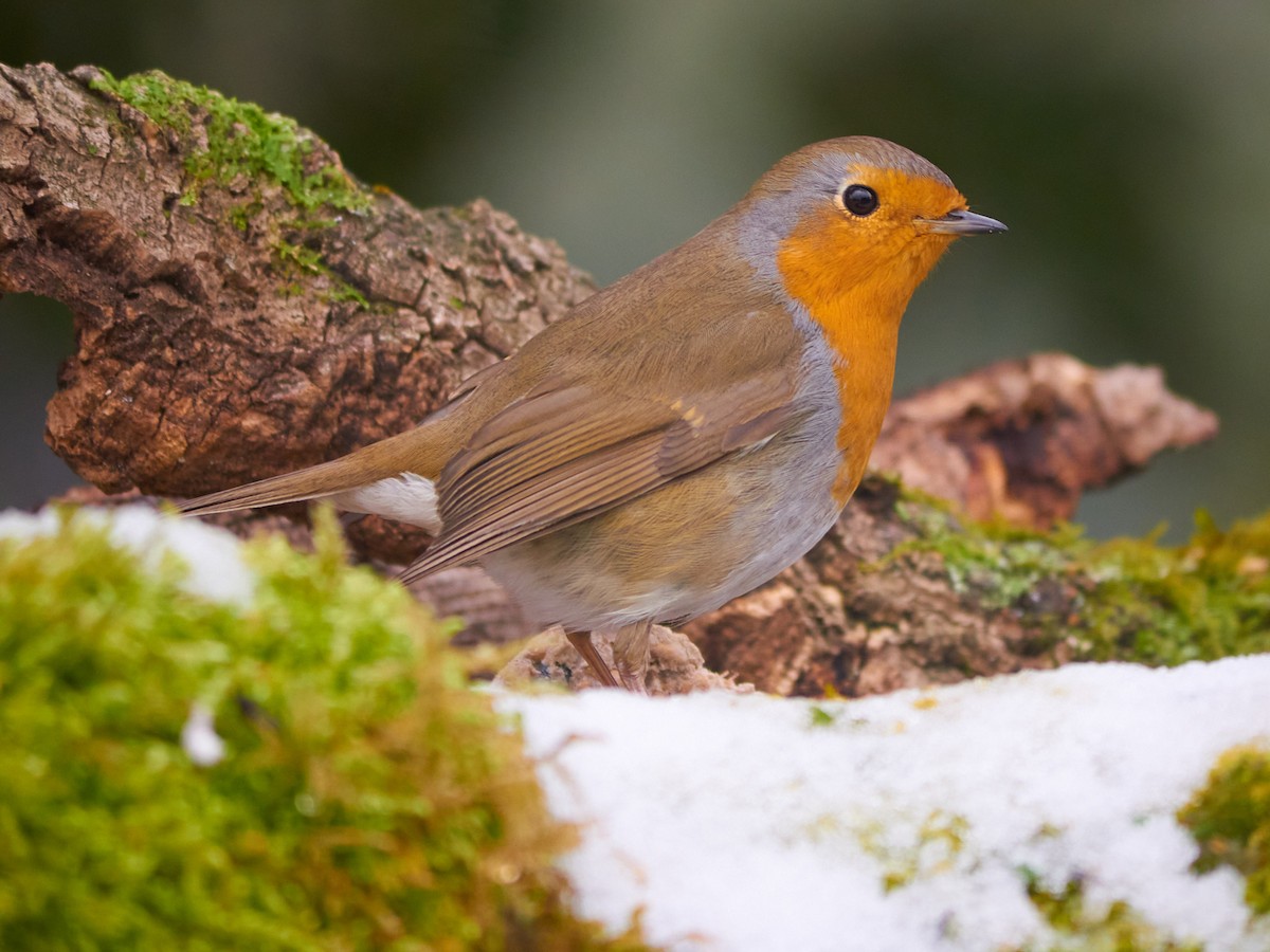 אדום חזה - ML647501840