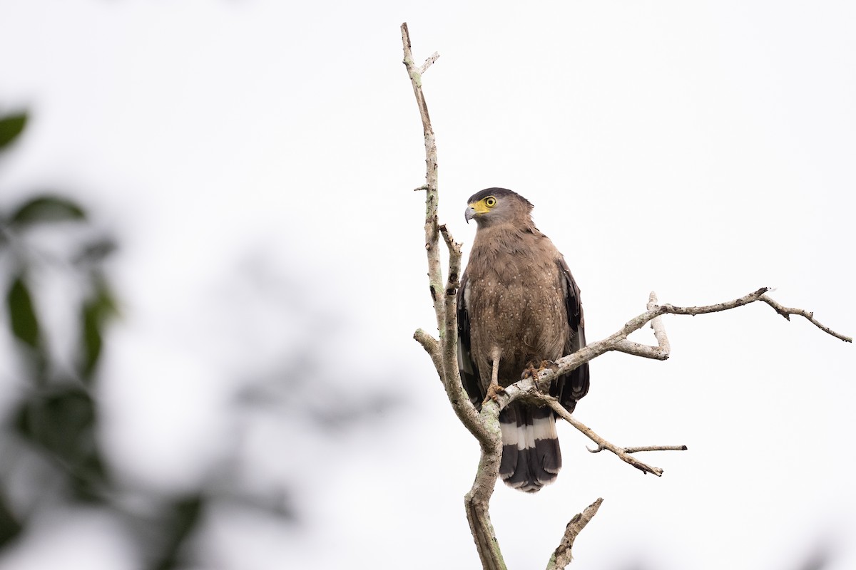 Culebrera Chiíla - ML647501842