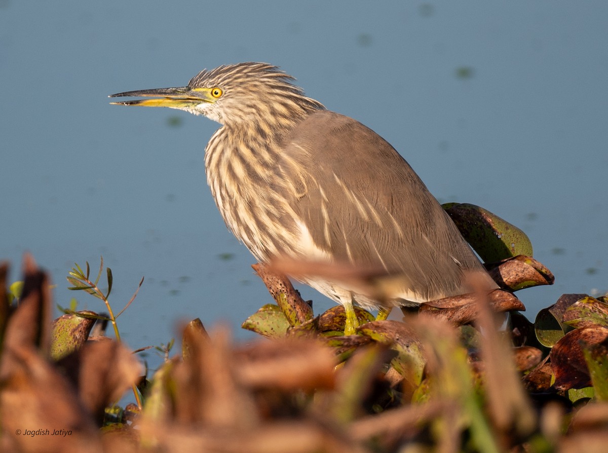 Indian Pond-Heron - ML647501851