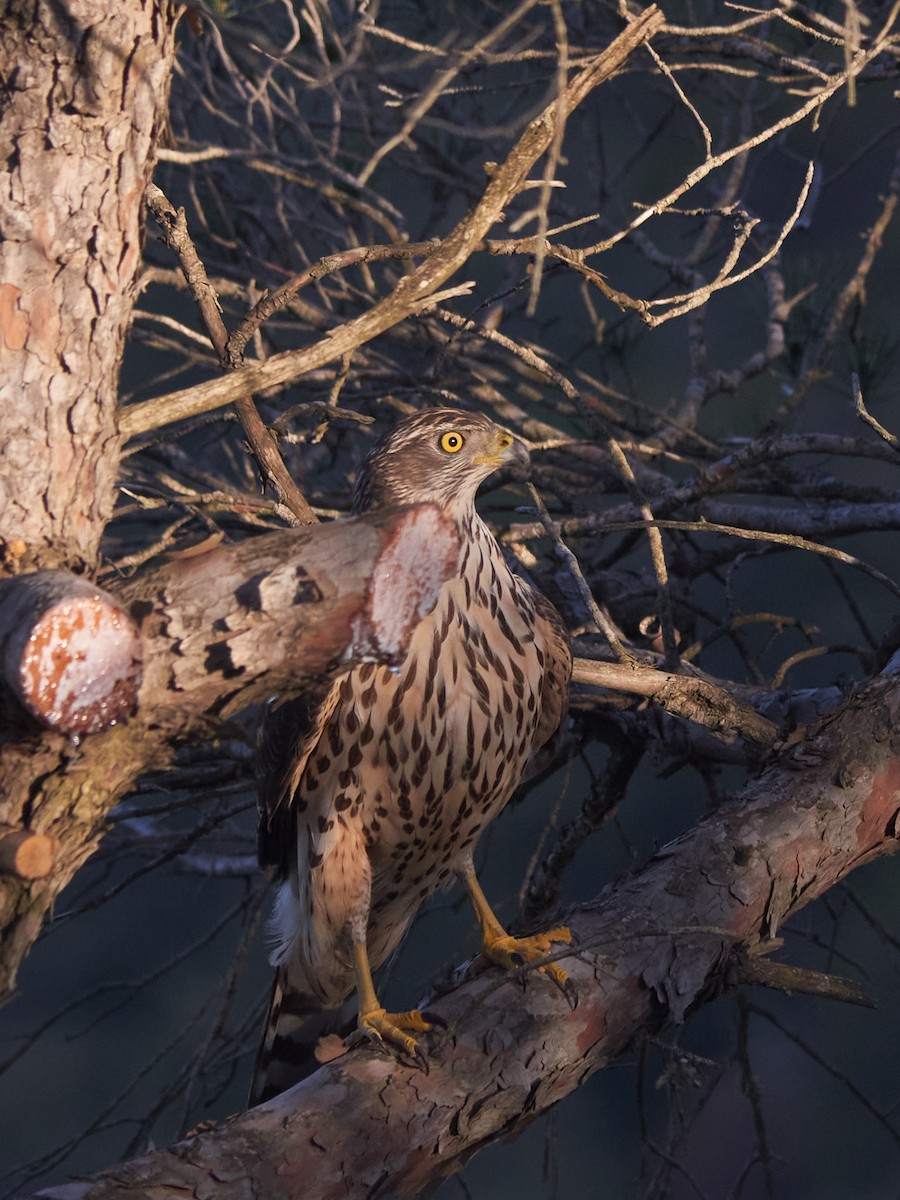 Eurasian Goshawk - ML647501876