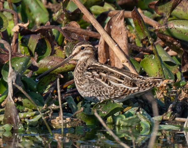 חרטומית ביצות - ML647501882