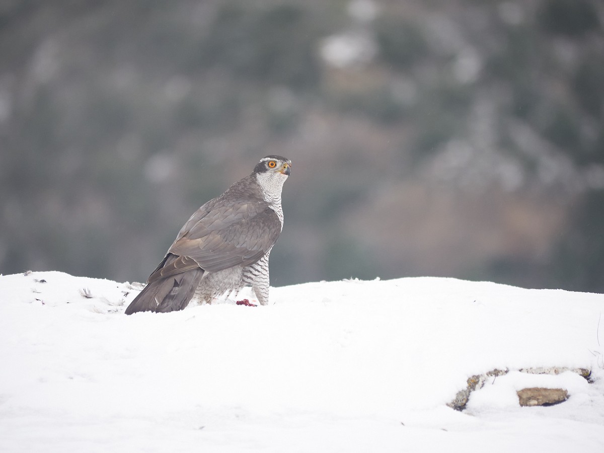 Eurasian Goshawk - ML647501887