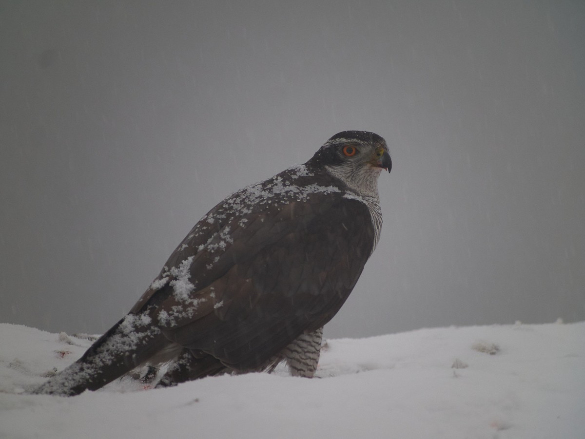 Eurasian Goshawk - ML647501894