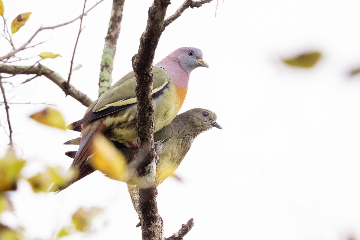 Pink-necked Green-Pigeon - ML647501900